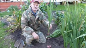 Осенняя выкопка гладиолусов