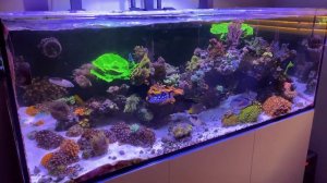 Saltwater Reef Tanks “Quicklook”
