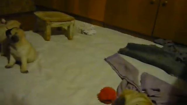 Детки мопсики 8 ноября 2009 года смотреть онлайн