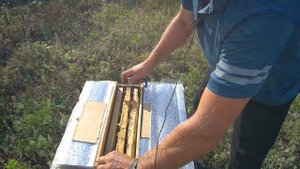 Смена маток в основных семьях используя нуклеусы на стандартную рамку.