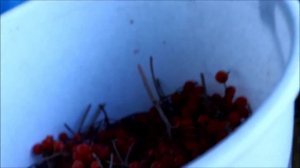 Как зимой калину хранить в домашних условиях и как использовать. Два способа хранения ягод калины.