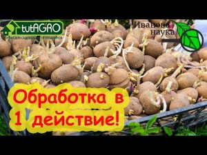 ДЛЯ ВКУСНОГО КАРТОФЕЛЯ ОБРАБОТАЙТЕ КЛУБНИ ПЕРЕД ПОСАДКОЙ и получите большой урожай! ПРОЩЕ ПРОСТОГО!