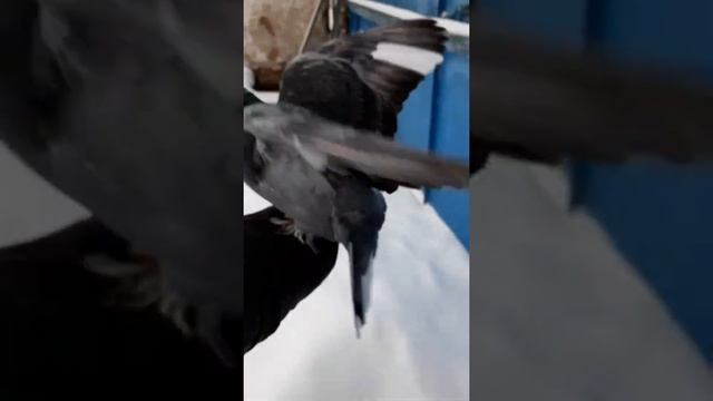 Ручной голубь зимой смотреть онлайн