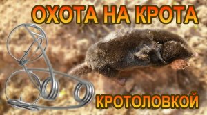 Охота на крота кротоловкой
