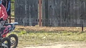 Стойка на питбайке