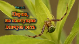 Пауки не плетущие ловчую сеть. Фауна Беларуси / Микропланета