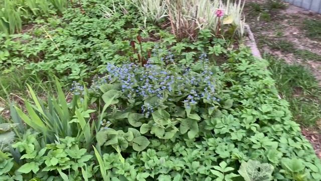 Милая и неприхотливая бруннера. смотреть онлайн