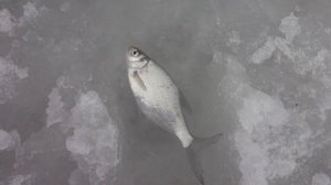 Глухозимье/ Ловля / ПЛОТВЫ и ПОДЛЕЩИКА.