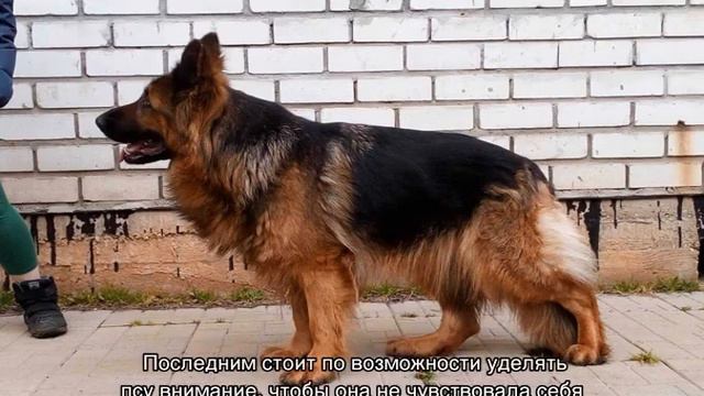 Длинношерстная немецкая овчарка (лохматая)