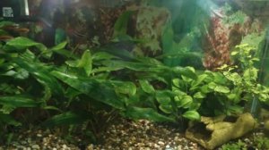 Средство против Бурых Водорослей