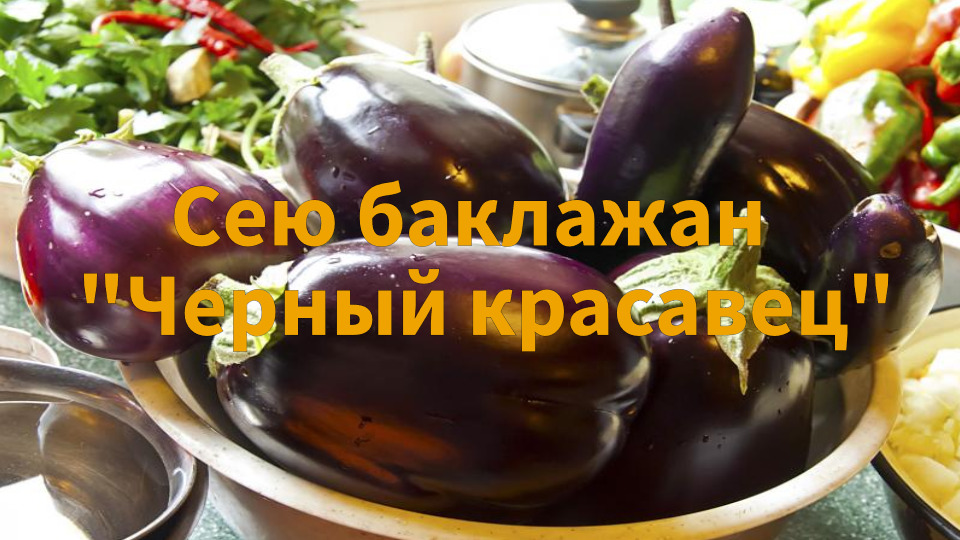 Баклажан черная луна рецепты