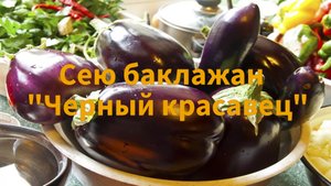 Посев семян: баклажан Черный Красавец!