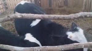 голштины быки 6 месяцев живут круглый год на улице  .И не мёрзнут вот такие  содержание