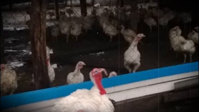 Индюки породы Белые широкогрудые – внешняя характеристика, особенности содержания, а также плюсы и смотреть онлайн