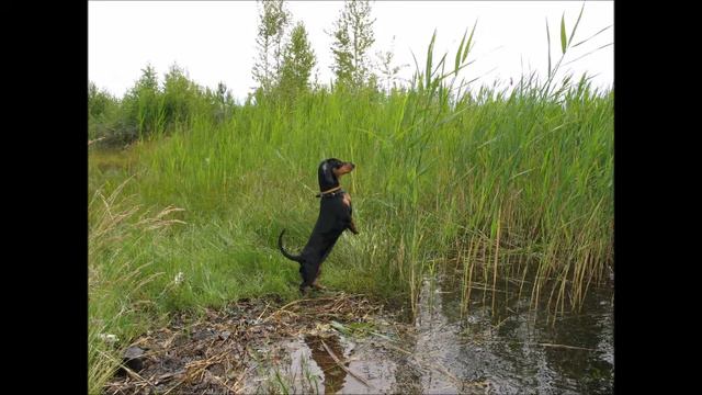 Навсегда в наших сердцах! смотреть онлайн
