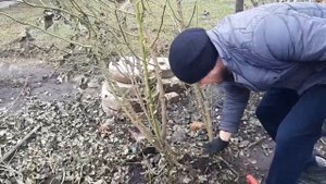 Обрезка вьющейся розы весной.