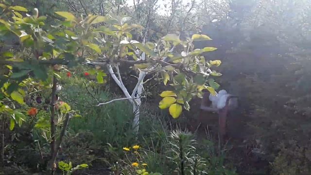 Первый день лета 1 июня 2022 г Красноозёрное . Ленинградская обл. смотреть онлайн