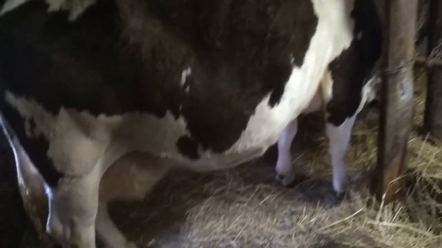 Когда же отелится корова? смотреть онлайн