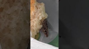 Кузнечик кушает хлебушек.