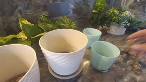 Реанимировала и посадила каллы в кашпо.