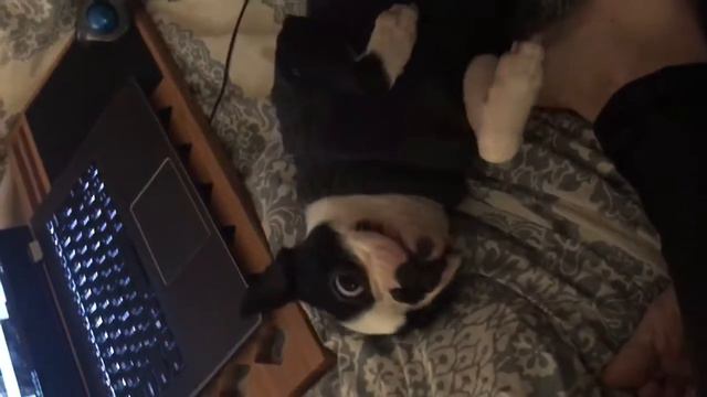 Harrison смотреть онлайн