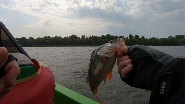 Ловля хищной рыбы на тейл спиннер (Окунь, Судак). р. Днепр, осень 2021. смотреть онлайн