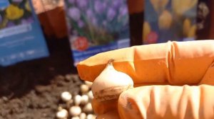 Крокусы - посадка осенью Крокусы цветущие весной и крокусы цветущие осенью Когда сажать Как сажать