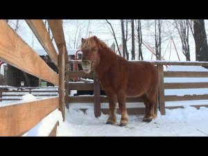 Зоопарки Чувашии: комфортное содержание животных