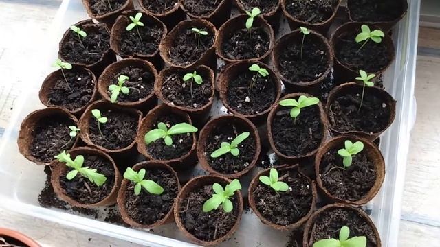 Аргирантемум, размножение семенами, растим штамбовое деревце. смотреть онлайн