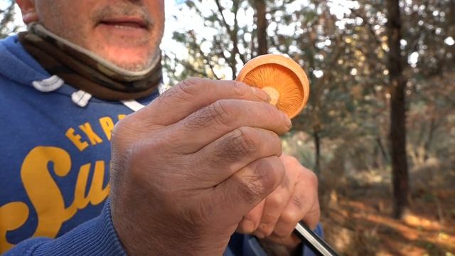 Niscalo - Lactarius Deliciosus | Setas Comestibles - Los Robellones