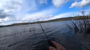 Осенний окунёк на домашнем водоёме.Где ты полосатый бродишь.