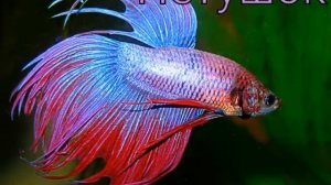 Топ 11 самые красивые аквариумные рыбки