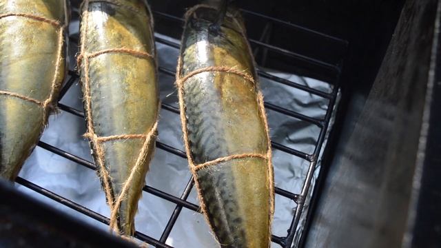 Копченая скумбрия. Скумбрия горячего копчения в самодельной коптильне.И МЯСО И РЫБА