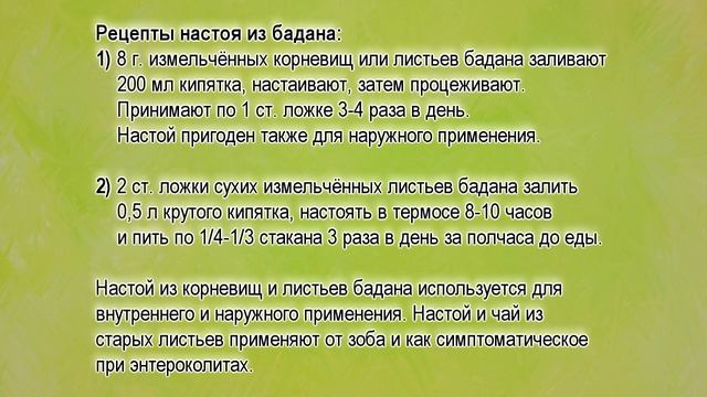Бадан лечебные свойства. Бадан толстолистный