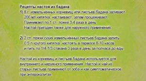 Бадан лечебные свойства. Бадан толстолистный