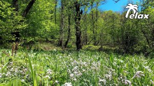 Sunny day in the Spring Forest and Relaxing Birdsong