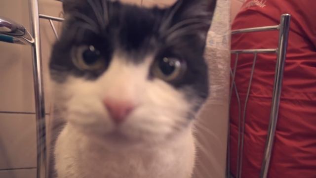 Не дадим закрыть нашу любимую пирожковую! смотреть онлайн