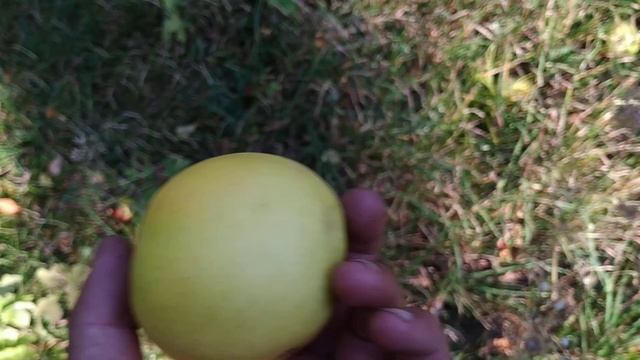 Mutsu - the Million Dollar Apple (Malus domestica) смотреть онлайн