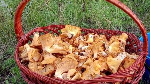 За лисичками с женой