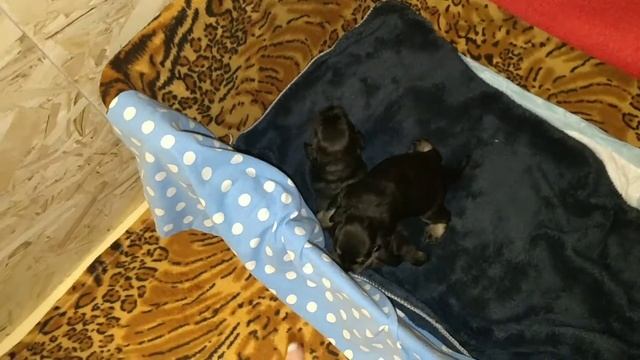 Малыши Цвергшнауцера пытаются ходить, стрижка коготков! смотреть онлайн