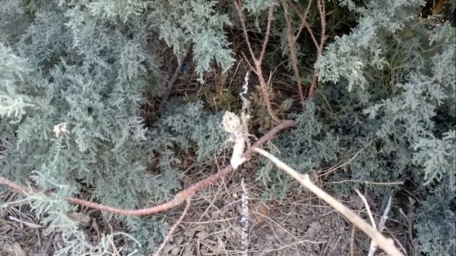 Огромный паук в степи! смотреть онлайн