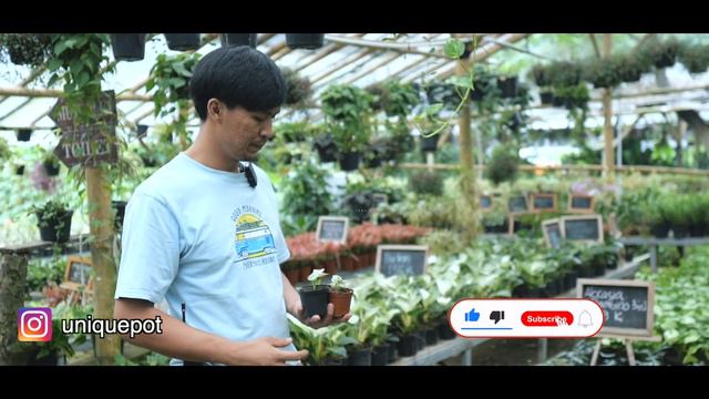 Penyebab Daun Bambino Menguning | Yuk Mengenal Baby Milk Confetti смотреть онлайн