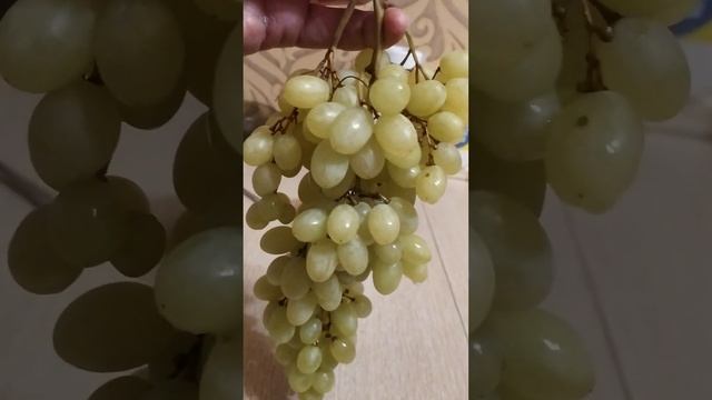 киш-миш вкуснейший виноград / sultana grapes