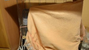 Перепелки в Квартире - зачем ещё затенять клетку?