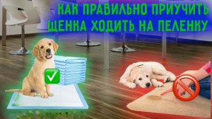 Как правильно приучить щенка ходить на пеленку ?