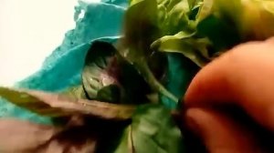 СУПЕР ЭФФЕКТИВНАЯ ТРАВА ДЛЯ ЛИЦА - МОКРИЦА11.05.2017