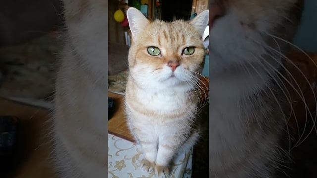 Магический взгляд / Гипноз от кота