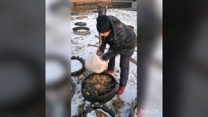 Укрываем хризантему на зиму опилками