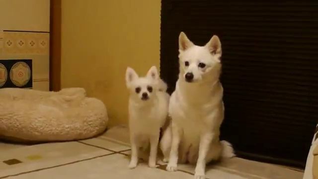 Маленькая собака раздражает большую смотреть онлайн