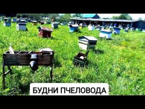 НЕХВАТКА УЛЬЕВ! ЧТО ДЕЛАТЬ? РОЕНИЕ БУДНИ ПЧЕЛОВОДА